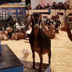 The Royal Agricultural Winter Fair - Hello!
