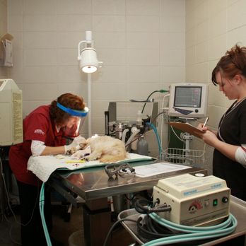 Angel Animal Hospital - Veterinarians Near Me - Springfield, Missouri Angel Animal Hospital - Veterinarians Near Me - Springfield, Missouri