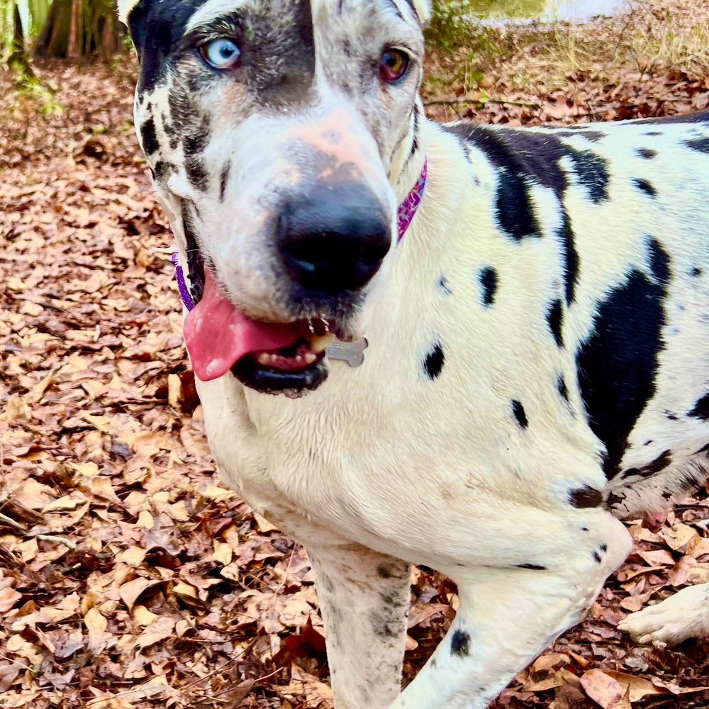 Beautiful, Loving Cleo.  She'll take your breath away!