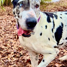 Beautiful, Loving Cleo. She'll take your breath away! Beautiful, Loving Cleo. She'll take your breath away!