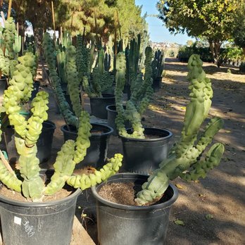 Jackrabbit Nursery - Numerous potted cacti, including cholla and prickly pear varieties, are arranged in rows on a dirt surface at an outdoor nursery. The plants are in black plastic pots, with some supported by wooden stakes. The background features trees, including pine and deciduous types, under a clear blue sky, indicating a sunny day suitable for plant growth and nursery operations. - Nurseries & Gardening Near Me - Buckeye, Arizona