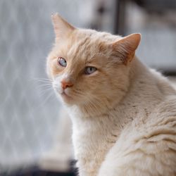 Fat Kitty City Humane Society