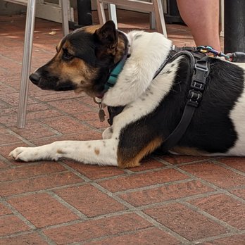 Shorehouse Kitchen - They let dogs in the patio! This was one of the cute dogs we saw - Breakfast & Brunch Near Me - Carlsbad, California Shorehouse Kitchen - They let dogs in the patio! This was one of the cute dogs we saw - Breakfast & Brunch Near Me - Carlsbad, California