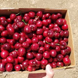 Gil Ranch U-pick - End of the season pre-picked $3.50