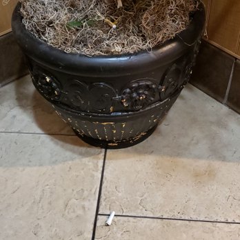 Pizza Hut - I counted 2 cigarette and perhaps a joint in the fake olive tree pot. - Pizza Near Me - Carson City, Nevada