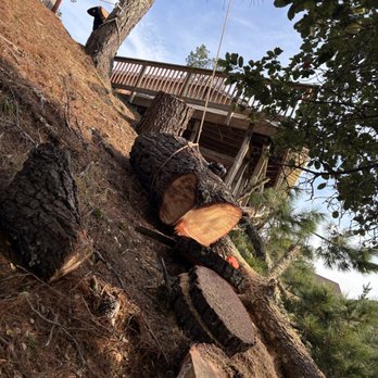 M&D Tree Service - Tree Services Near Me - Orinda, California M&D Tree Service - Tree Services Near Me - Orinda, California