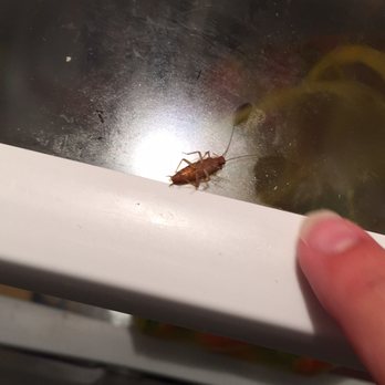 Grand Palms Resort - A cockroach inside the refrigerator...where I was storing EVERY single food item. - Resorts Near Me - Kissimmee, Florida Grand Palms Resort - A cockroach inside the refrigerator...where I was storing EVERY single food item. - Resorts Near Me - Kissimmee, Florida