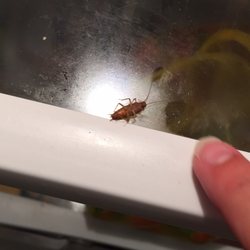 Grand Palms Resort - A cockroach inside the refrigerator...where I was storing EVERY single food item.