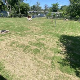 Another low spot that is brown, you can see the low area runs down the middle of the yard.