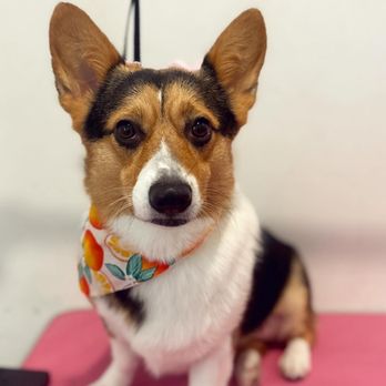 Parkers Paws - Pet Groomers Near Me Parkers Paws - Pet Groomers Near Me