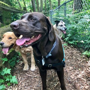 Northacres Park Off-Leash Area - Sign up to be part of this crew! - Dog Parks Near Me - Seattle, Washington Northacres Park Off-Leash Area - Sign up to be part of this crew! - Dog Parks Near Me - Seattle, Washington