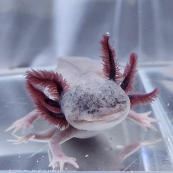Just Axolotls - Pet Breeders Near Me - Killeen, Texas