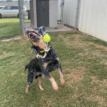 Creature Comforts - Ranger during private play during his boarding - Pet Sitting Near Me - Longview, Texas