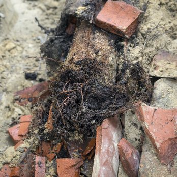 Schra Construction - Tree Roots Invade Clay Sewer Pipe - Septic Services Near Me - Loveland, Colorado