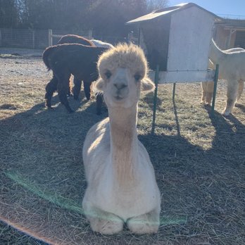 Stagecoach Trails Alpacas - Farms Near Me - Middletown, New York