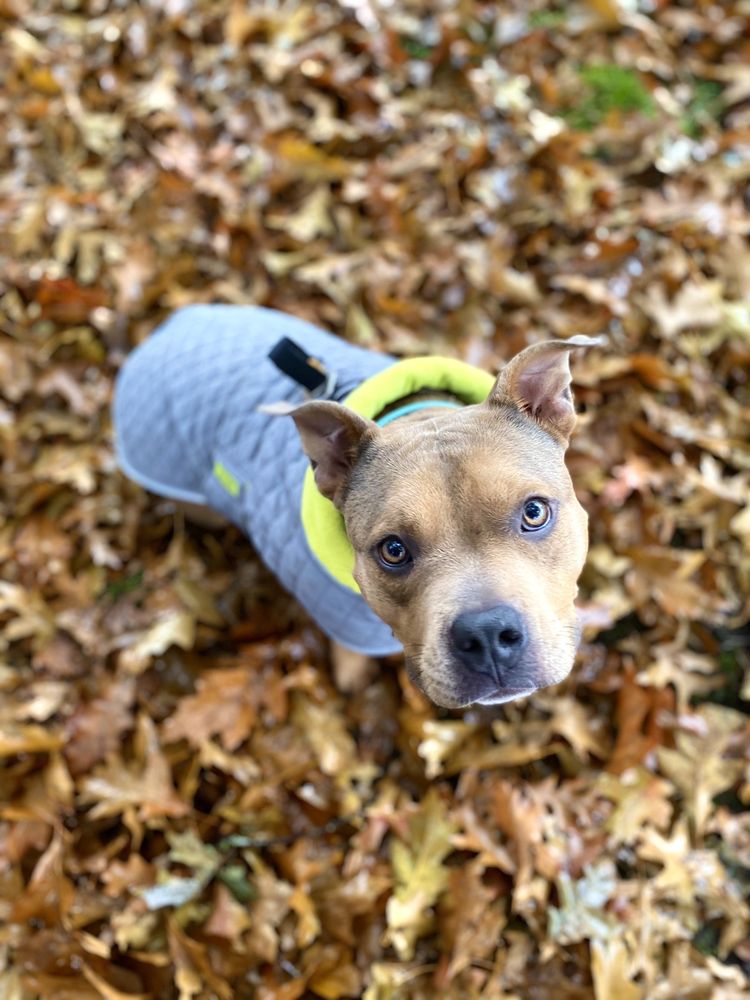 WASHINGTON HIGHSCHOOL DOG PARK Updated October 2024 1300 SE Stark