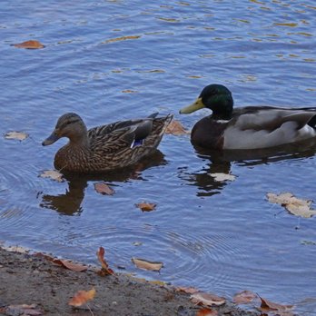 Hedden County Park - Male & Female Mallard Duck - Parks Near Me - Dover, New Jersey Hedden County Park - Male & Female Mallard Duck - Parks Near Me - Dover, New Jersey