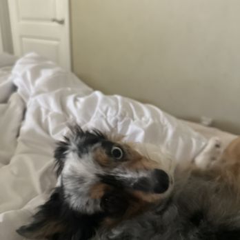 TrueCare for pets - Zarah is doing good! - Veterinarians Near Me - Studio City, California TrueCare for pets - Zarah is doing good! - Veterinarians Near Me - Studio City, California