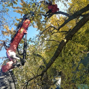 Hiawatha Tree Services - Removing a broken branch under the canopy. - Tree Services Near Me