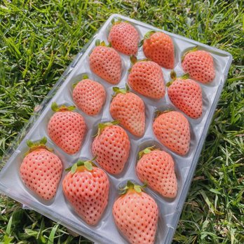 Seiwa Market - Awayuki strawberries mmmm! - International Grocery Near Me - Costa Mesa, California Seiwa Market - Awayuki strawberries mmmm! - International Grocery Near Me - Costa Mesa, California