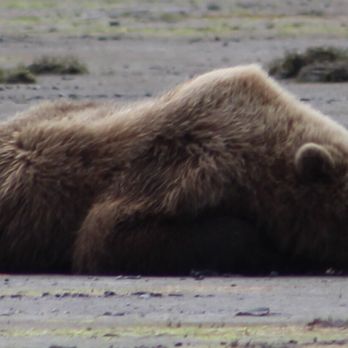 Sasquatch Alaska Adventure Co - Tours Near Me - Homer, Alaska Sasquatch Alaska Adventure Co - Tours Near Me - Homer, Alaska