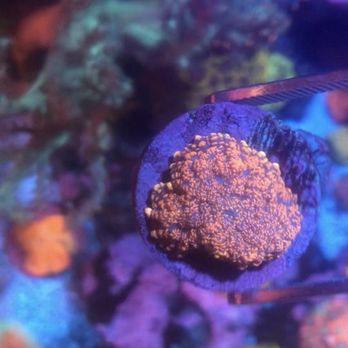 Mocean Performance - Aquarium Services Near Me Mocean Performance - Aquarium Services Near Me