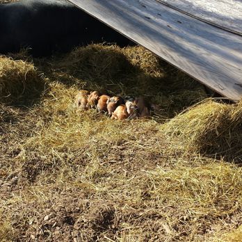 Rocklands Farm Winery - Take stroll around the farm. This October their were dozens of piglets to see. - CSA Near Me - Poolesville, Maryland