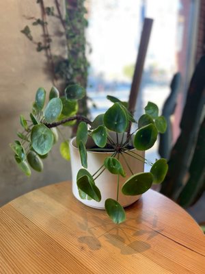 Verve Coffee Roasters by null