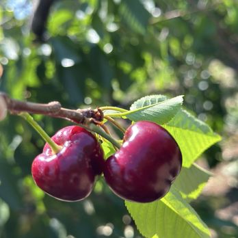 Marsh Creek Cherries - Pick Your Own Farms Near Me - Brentwood, California Marsh Creek Cherries - Pick Your Own Farms Near Me - Brentwood, California