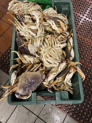 Irving Seafood Market by null