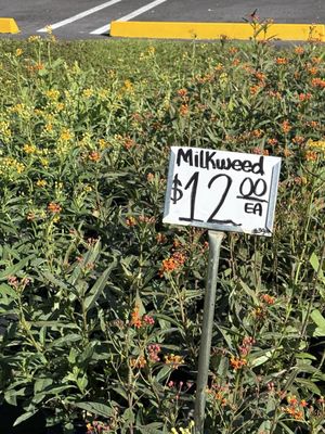 Rorabeck's Plants & Produce Inc by null