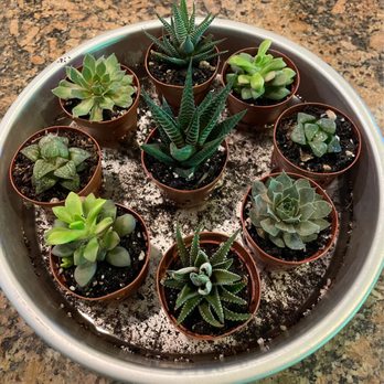 Paloma's Plants - Succulent Variety - Nurseries & Gardening Near Me - Broken Arrow, Oklahoma Paloma's Plants - Succulent Variety - Nurseries & Gardening Near Me - Broken Arrow, Oklahoma
