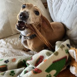 Penny Pup dining on her favorite chewy stick. Not part of the Baltimore Grill but she's so cute, I had to share. Penny Pup dining on her favorite chewy stick. Not part of the Baltimore Grill but she's so cute, I had to share.