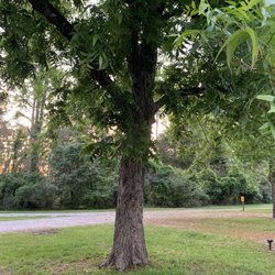 Cordele KOA