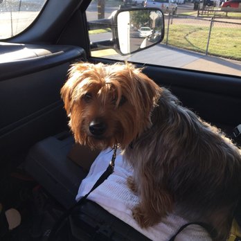 Canine Image - From hippy to handsome! Archie loves the crew at Canine Image! - Pet Groomers Near Me - San Diego, California