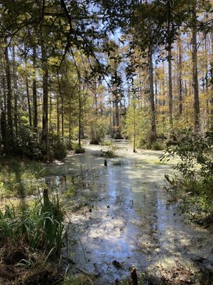 Cypress Gardens by null