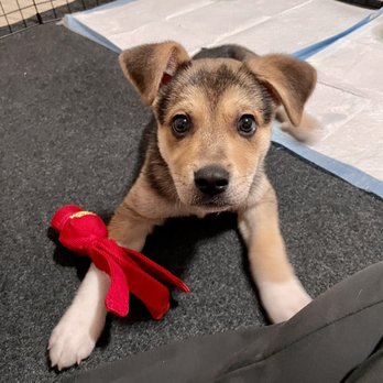Humane Society Silicon Valley - Cute - Animal Shelters Near Me - Milpitas, California Humane Society Silicon Valley - Cute - Animal Shelters Near Me - Milpitas, California