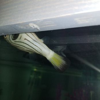 Always Clean Aquarium Maintenance - Another dead puffer - Aquarium Services Near Me