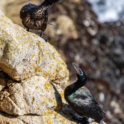 Point Lobos State Natural Reserve - Point Lobos State Natural Reserve