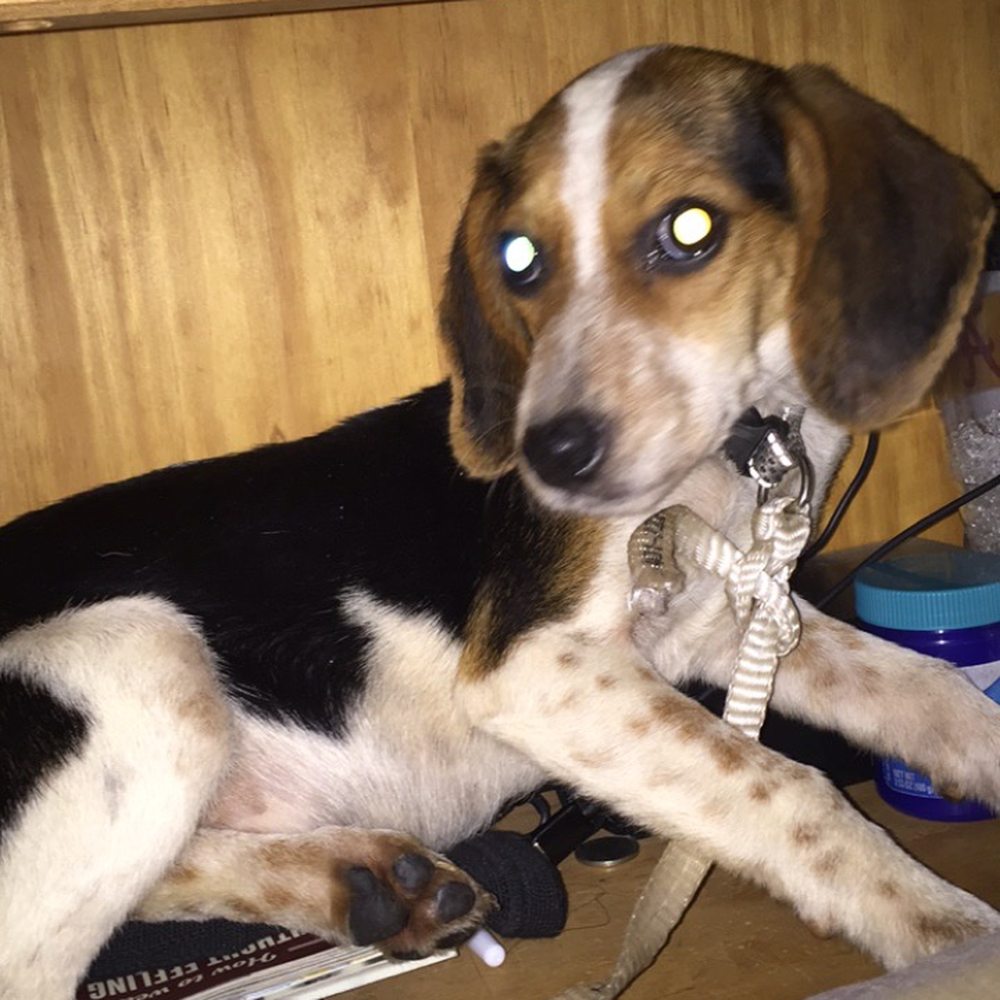 Red Barn Animal Clinic - Veterinarians Near Me - Dora, Alabama Red Barn Animal Clinic - Veterinarians Near Me - Dora, Alabama
