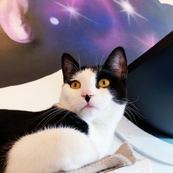 Cat & Craft - Cutie - Coffee & Tea Near Me - Vista, California Cat & Craft - Cutie - Coffee & Tea Near Me - Vista, California