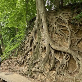 Falls Park - Long standing tree - Venues & Event Spaces Near Me - Greenville, South Carolina Falls Park - Long standing tree - Venues & Event Spaces Near Me - Greenville, South Carolina