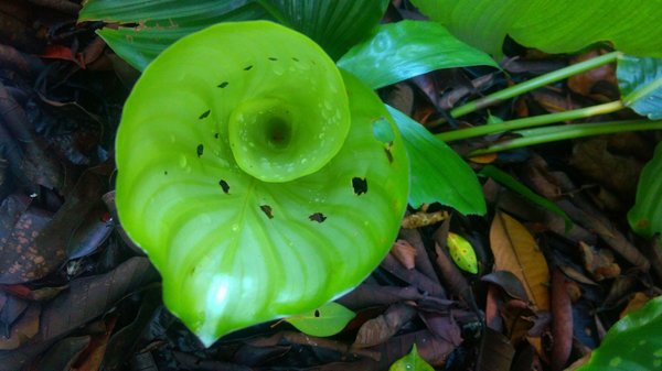 Tropical Spice Garden by null