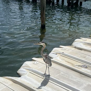 Harbor Walk Village - Cute little guy - Shopping Centers Near Me - Destin, Florida Harbor Walk Village - Cute little guy - Shopping Centers Near Me - Destin, Florida
