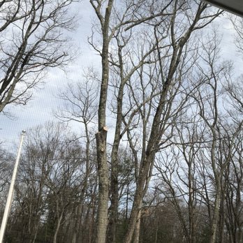 A Cut Above the Best - a man in a tree - Tree Services Near Me
