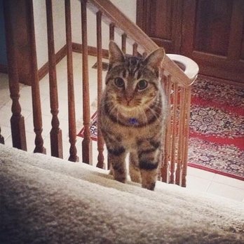 Adopt Pet Shelter - The first morning after I got her and she came to find me. She was so tiny. Now she's a chonker - Animal Shelters Near Me - Naperville, Illinois