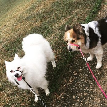Tail Waggers Pet Resort - My puppers after I picked them up. Happy, healthy, and fluffy as ever! - Pet Boarding Near Me - Dickinson, Texas Tail Waggers Pet Resort - My puppers after I picked them up. Happy, healthy, and fluffy as ever! - Pet Boarding Near Me - Dickinson, Texas