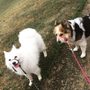 Photo of Tail Waggers Pet Resort