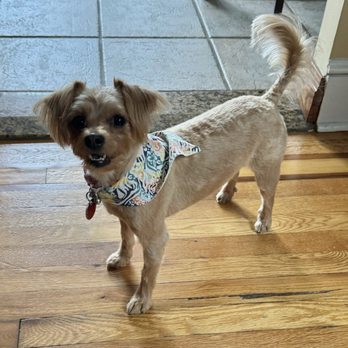 Eze Paws - Bald for summer, just like mommy wanted! - Pet Stores Near Me - Whitestone, New York Eze Paws - Bald for summer, just like mommy wanted! - Pet Stores Near Me - Whitestone, New York