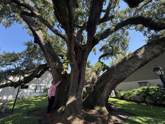 Residential Tree Services - Removals happen for good reasons: a tree has reached the end of its safe life, a property is being reshaped, or a tree has outgrown its space. A certified arborist on staff assesses every removal carefully, and we’ll always tell you when a tree is worth saving. Where you’d like, we replant — keeping the cycle going. Residential Tree Services - Removals happen for good reasons: a tree has reached the end of its safe life, a property is being reshaped, or a tree has outgrown its space. A certified arborist on staff assesses every removal carefully, and we’ll always tell you when a tree is worth saving. Where you’d like, we replant — keeping the cycle going.